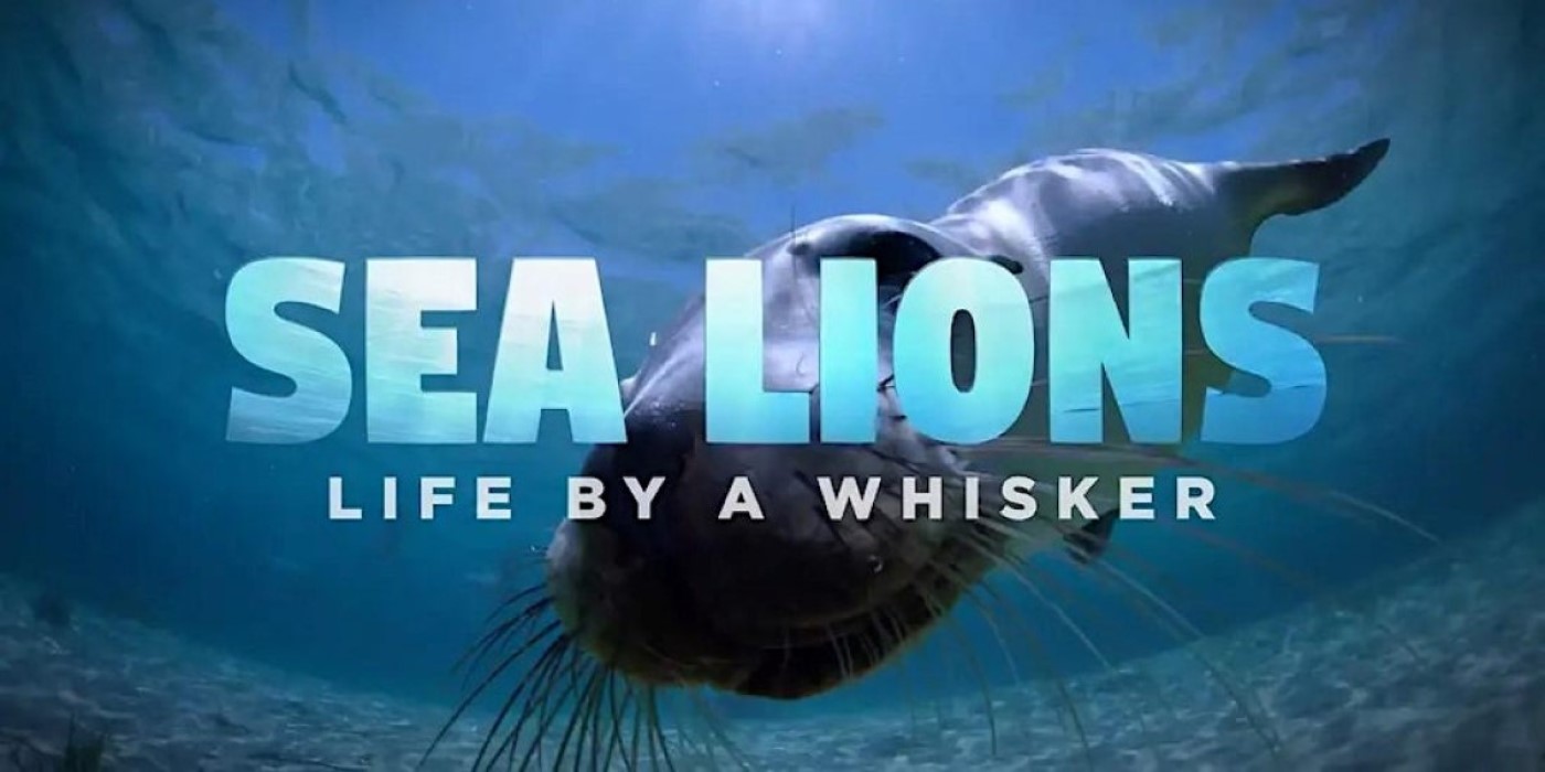 Sea Lions Life by a Whisker Movie screening and Q&A with Ranger Dirk